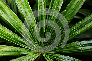 Line texture line texture palm leaf.