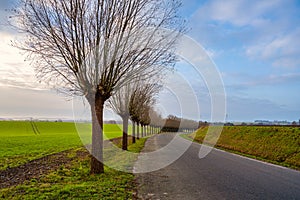 A line of traditionally pruned willow trees. Picture from Scania county, Sweden