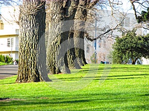 Line of trees along Fitzroy Gardens footpath