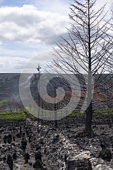 Monts d`Arree charred after the arson attack photo