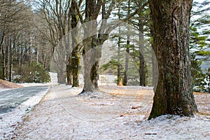 Line of trees along a walking path