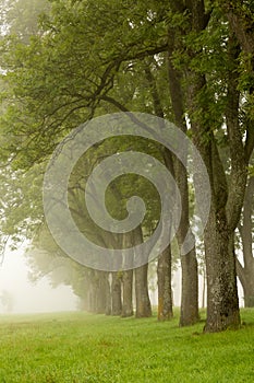 Line of trees disappearing to fog