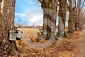 Line of Maple Syrup Buckets