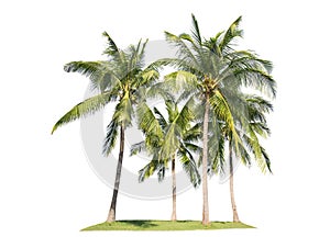 Line up of Coconut trees isolated on white background