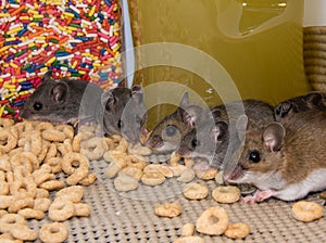 A line up of house mice in a well stocked kitchen pantry cabinet.