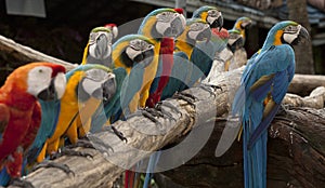 The line up of multi colored parrot