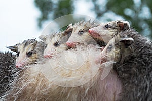 Line Up of Virginia Opossum Didelphis virginiana Joeys on Mothers Back Summer