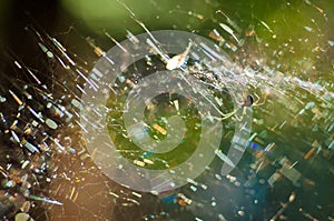A line weaving spider on its net photo