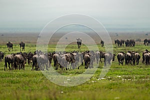 Line of white-bearded wildebeest migrate over grassland