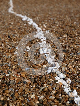 Line of white shells on beach