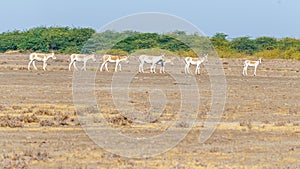 A line of wild asses photo