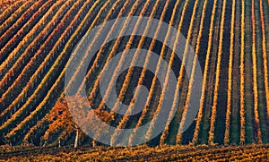 Line and Wine. A lonely autumn tree against the background of the geometric lines of autumn vineyards.