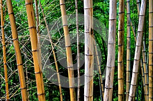 A line of withered bamboos photo