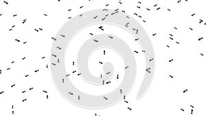 Line of worker ants marching in search of food on white background animation.
