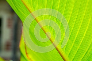 Line of yellow green surface detail of nature leave in summer garden natural exotic background