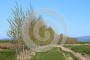 Line of young trees in field in spring