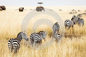 Line of Zebra in Grass of Kenya