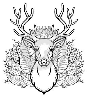 Linear drawing of the head of a young horned deer, bouquet of leaves.