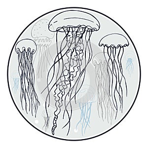 Linear drawing of jellyfish in circle Vector illustration.