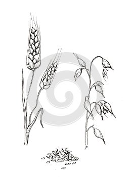 Linear graphic illustration. Ear of wheat and oats. Corn. Agriculture.