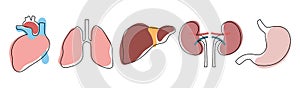 Linear icons of human internal organs. Lungs, heart, kidneys, liver, stomach.Medicine concept. Healthcare. Vector