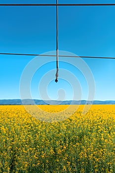 Linear or lateral move irrigation with rotator style pivot applicator sprinkler in rapeseed field