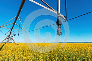 Linear or lateral move irrigation with rotator style pivot applicator sprinkler in rapeseed field