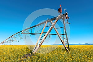 Linear or lateral move irrigation with rotator style pivot applicator sprinkler in rapeseed field