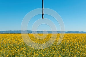 Linear or lateral move irrigation with rotator style pivot applicator sprinkler in rapeseed field
