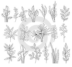 Linear Leaves And Branches Editable Stroke