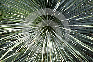 Yucca rostrata photo