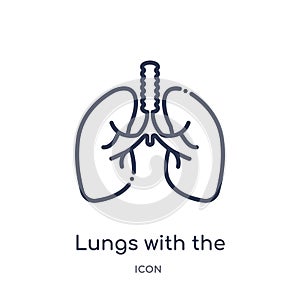 Linear lungs with the trachea icon from Human body parts outline collection. Thin line lungs with the trachea icon isolated on photo