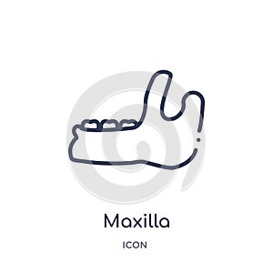 Linear maxilla icon from Dentist outline collection. Thin line maxilla icon isolated on white background. maxilla trendy photo