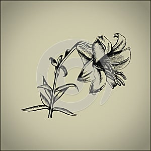 A linear and retro-style illustration of a lily