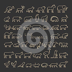Linear set of domestic and wild animals