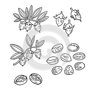 Linear set of jojoba. Vector line drawing