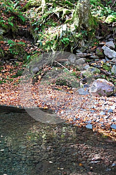 Shapes and lines converge against the bank of a mountain strem photo