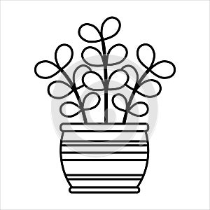 Linear vector moneytree icon. Isolated outline picture of the houseplant