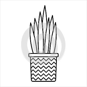 Linear vector snakeplant icon. Isolated outline picture of the houseplant photo