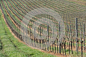The linearity of an Italian vineyard