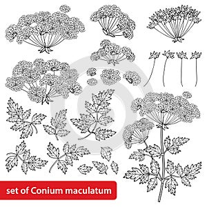 Vector set of outline toxic Conium maculatum or poison Hemlock flower bunch, leaf and seeds in black isolated on white background. photo