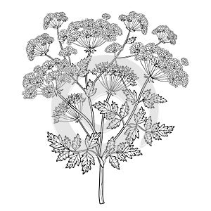 Vector branch of outline toxic Conium maculatum or poison Hemlock flower bunch, leaf and seeds in black isolated on white. photo