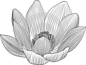 Lineart lotus flower line illustration. Vector abstract black and white floral background