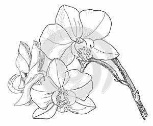 Lineartof white Phalaenopsis Orchid, black&white