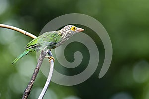 Lineated Barbet