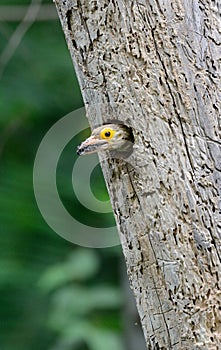 Lineated Barbet