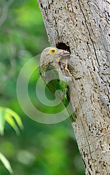 Lineated Barbet