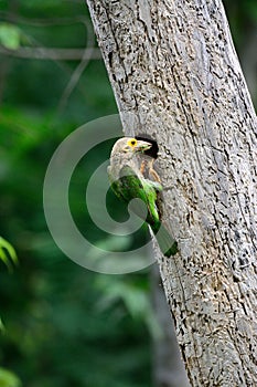 Lineated Barbet