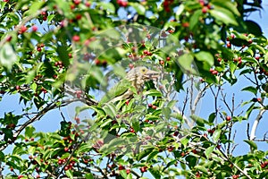 Lineated Barbet bird Megalaima lineata enjoy eating fruit of banyan tree