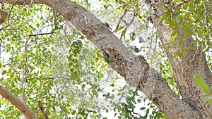 Lineated Barbet bird Megalaima lineata in nests on high tree in tropical rain forest.